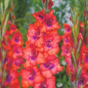 Гладиол Триколор цъфти с по 15 броя цвята на стъбло - Gladiolus Tricolore Гладиол Триколор цъфти с по 15 броя цвята на стъбло - Gladiolus Tricolore
