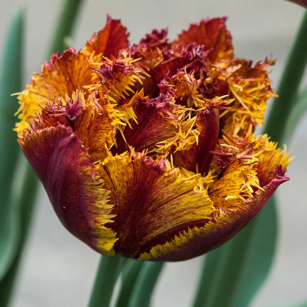 Най-едроцветното и трицветно божуресто лале огнена феерия - Tulip Bastia double fringed