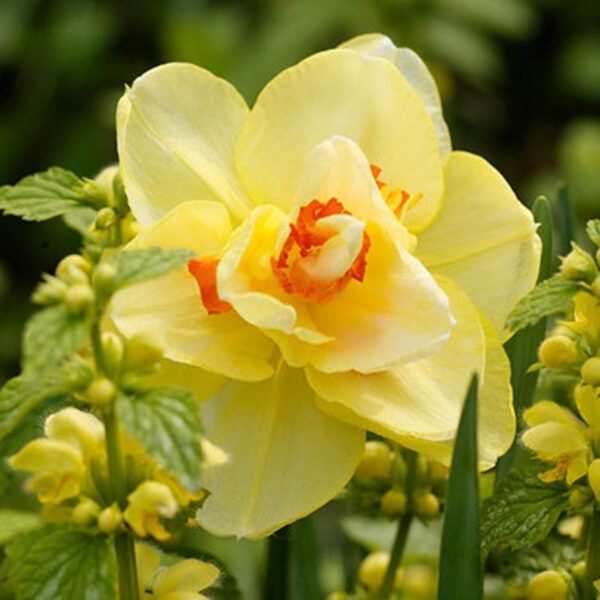 Нарцис ароматен с кичест едър 11 см. цвят Таити - Narcissus Tahiti