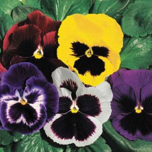 Виола компактна с гигантски 10 см цветове смес професионални семена - Viola Colossus mix