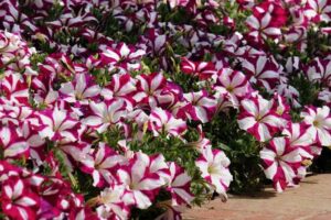Петуния 50 броя розова звезда за висящи сандъчета - Petunia success rose star Петуния 50 броя розова звезда за висящи сандъчета - Petunia success rose star