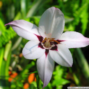 Ацидантера гладиол с аромат на ванилия за слънчеви градини - Acidanthera (Gladiolus callianthus)