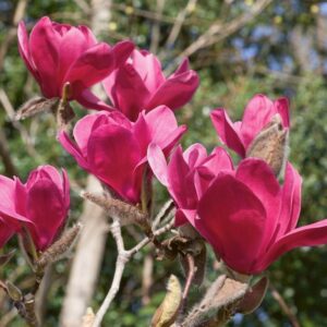 Магнолия тъмно розова - Magnolia dark pink