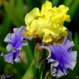 Лесен за отглеждане лилаво-жълт Ирис Уолфорд - Iris Germanica Edith Wolford