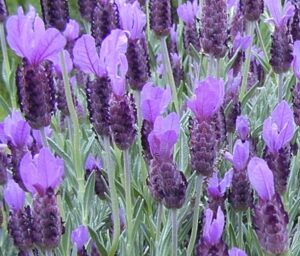 Лавандула пеперуда пурпурно лилава семена - Lavender bandera purple