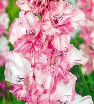 Гладиол Краснодар силно накъдрен в преливащо розово - Gladiolus Krasnodar