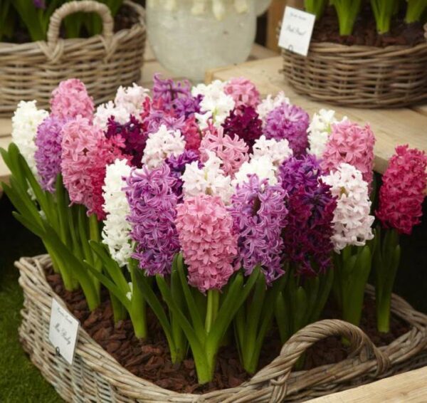 Зюмбюл Боровинки и сметана смес - Hyacinth purple and pink mix