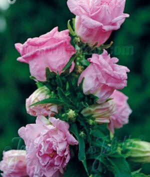 Кампанула кичеста розова - Campanula flore plena pink