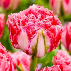 Кичесто двуцветно и ресничесто уникално лале - Tulip double fringed Ranomi
