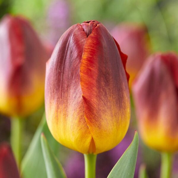 Лале Кехлибарен блясък в драматична комбинация от цветове - Tulip amberglow