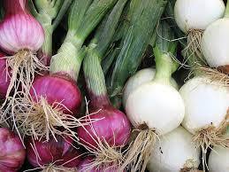 Семена за бял воден лук подходящ и за пера сорт Агостана - Onion Agostana