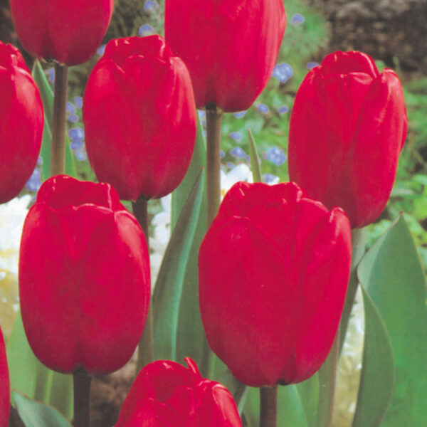 Лале най-едроцветното червена импресия супер едър 10 см цвят - Tulip Red Impression