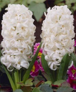 Зюмбюл бялата перла за форсаж в саксии - Hyacinthus White pearl
