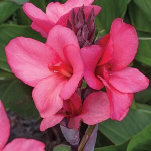 Нискостеблена розова Кана Красива орхидея за Вашата тераса - Canna Mini Orchid Beauty