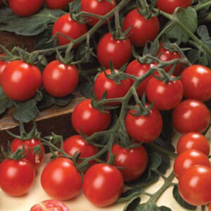 Домат чери сладък и родовит сорт с 18 броя доматчета на клонка - Tomato cherry Strillo