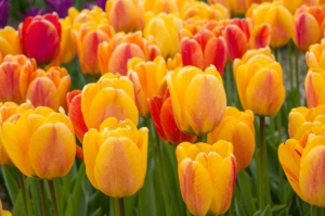 Лале Красотата на Апелдорн в различи нюанси на оранжево жълто и червено - Tulip beauty of apeldoorn