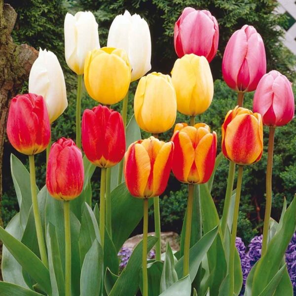 Лалета многогодишни и не изчезващи през годините - Tulip darwin mix