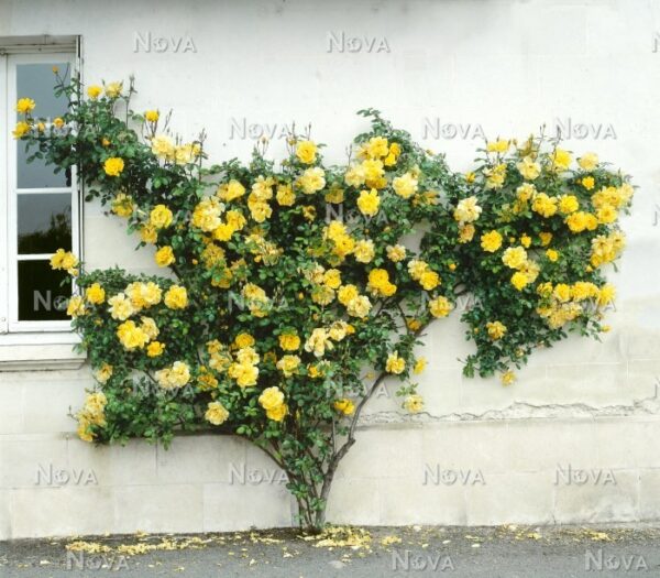 Увивна жълта ароматна роза в саксия 15 см - Climbing yellow rose