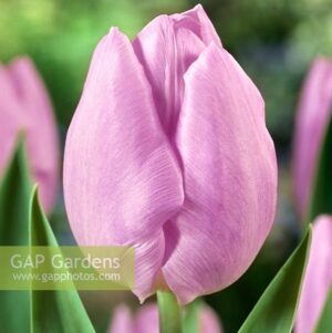 Ранно цъфтящо ароматно лале Принц Бонбон - Tulip Candy prince