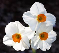 Нарцис не изчезващ ароматен с 3 до 6 цвята - Narcissus Geranium