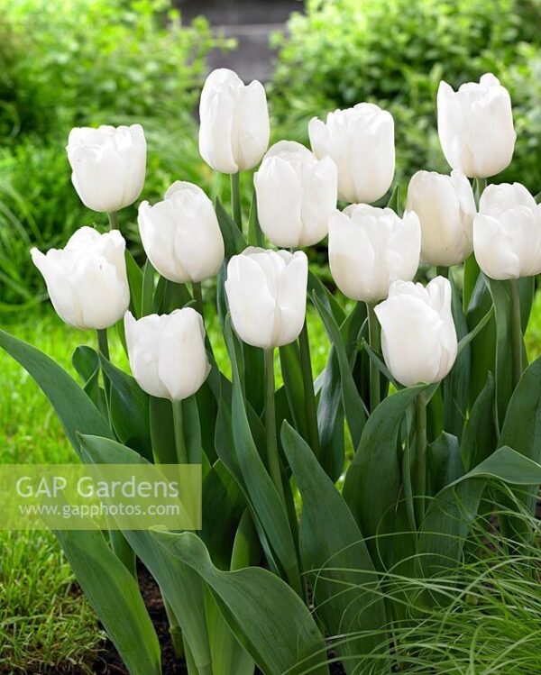 Нежно бяло лале с класическа форма - Tulip Pim Fortune
