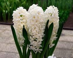 Зюмбюл бялата перла - Hyacints White Pearl