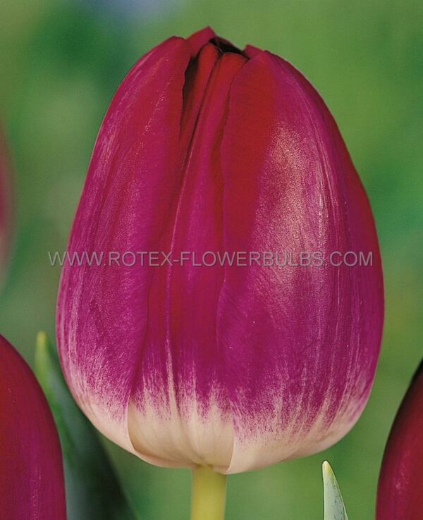 Лале Гордостта на Канзас с преливащи цветове - Tulip kansas proud