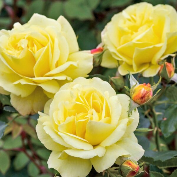 Увивна жълта ароматна роза в саксия 15 см - Climbing yellow rose