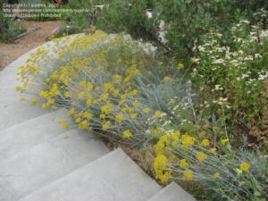 Хелихризум ароматен сребрист акцент в градината многогодишен - Helichrysum thianshanicum