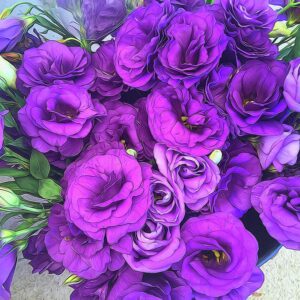 Лизиантус кичест лилав - Lisianthus double purple Лизиантус кичест лилав - Lisianthus double purple