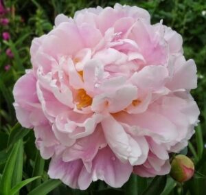 Божур най-романтичният с променящи розови нюанси - Paeonia catharina fonteyn Божур най-романтичният с променящи розови нюанси - Paeonia catharina fonteyn