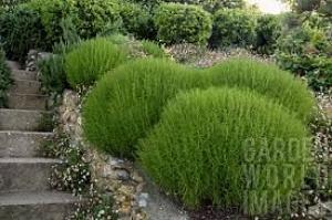Сантолина зелената лавандула фантастичен вечнозелен храст - Santolina rosmarinifolia