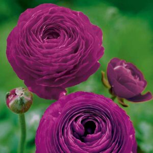 Многогодишен ранункулус лилава сензация - Ranunculus purple
