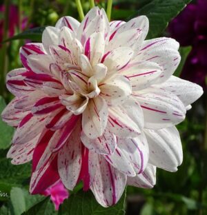 Далия Ярък диамант - Dahlia bright diamond Далия Ярък диамант - Dahlia bright diamond