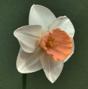 Нарцис с розова лула Пасионале - Narcissus Passionale