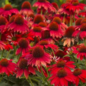 Ехинацея артистична за слънце с преливащи цветове - Echinacea Artisan red ombre