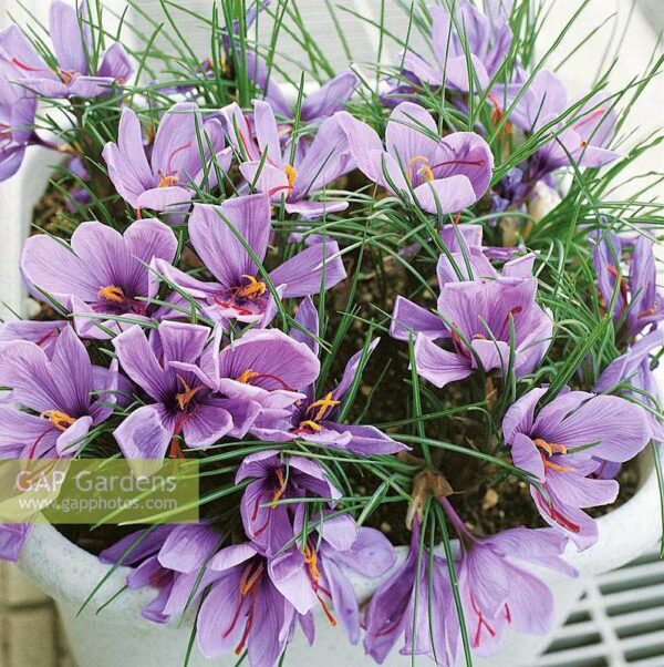 Минзухар шафранов лилавото злато хем цвете хем подправка - Crocus sativus (Saffran)