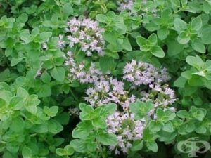 Риган ароматен многогодишен - много полезна билка и почвопокривно за алпинеум - Origanum vulgare