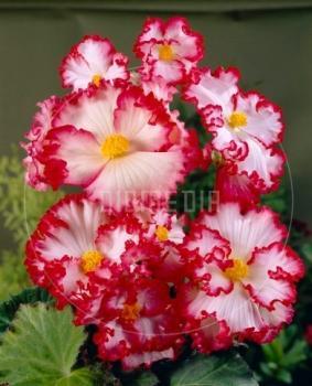 Бегония извънземна и екстравагантна червено бяла - Begonia crispa marginata white red