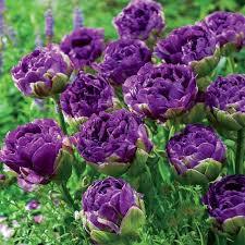 Лале Уау ексклузивно кичесто лилаво и ароматно - Tulip Wow