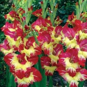 Гладиол с едри контрастни цветове Далечен запад - Gladiolus First West