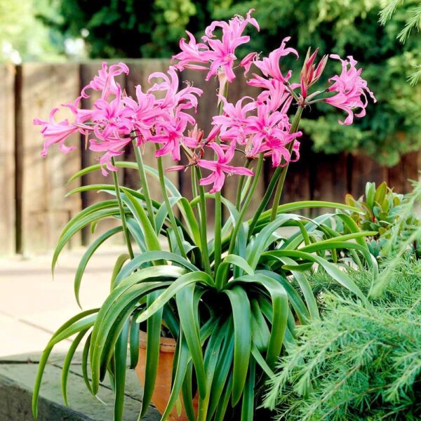 Амарине многогодишно с цвят на орхидея цъфти с 10 цвята - Amarine Belladiva pink