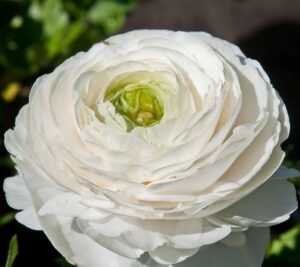 Ранункулус бяла невинност - Ranunculus white