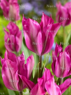 Лале Пурпурен танц продължително цъфти - Tulip purple dance