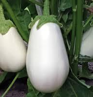 Патладжан без горчивина здравословен не вреди на черния дроб - Eggplant Clara F1