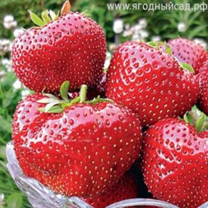 Най-едрата XXL ягода Максим с прекрасен вкус и лесна за отглеждане - Maxim XXL strawberry