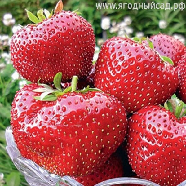 Най-едрата XXL ягода Максим с прекрасен вкус и лесна за отглеждане 5 броя  - Maxim XXL strawberry