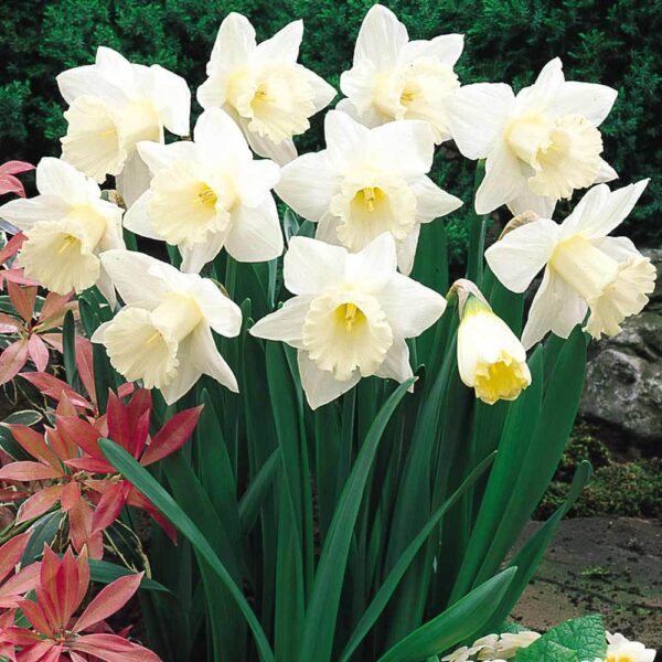 Нарцис ароматен с 10 см цвят фаворит сред нарцисите - Narcissus Mount Hood