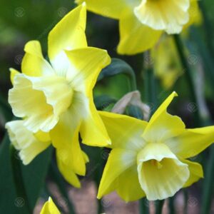 Нарцис Звездата на хълма ароматен с троен цвят и уникална разцветка - Narcissus Jonquilla hillstar