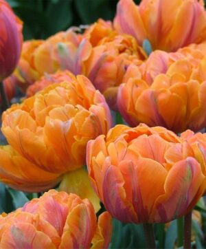 Лале ароматно едно от най-красивите божурести Оранжевата Принцеса - Tulip orange princess